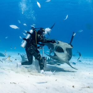 Feeder pushing great hammerhead shark's head at bait box, yellowtail snappers around, Bimini, Bahamas