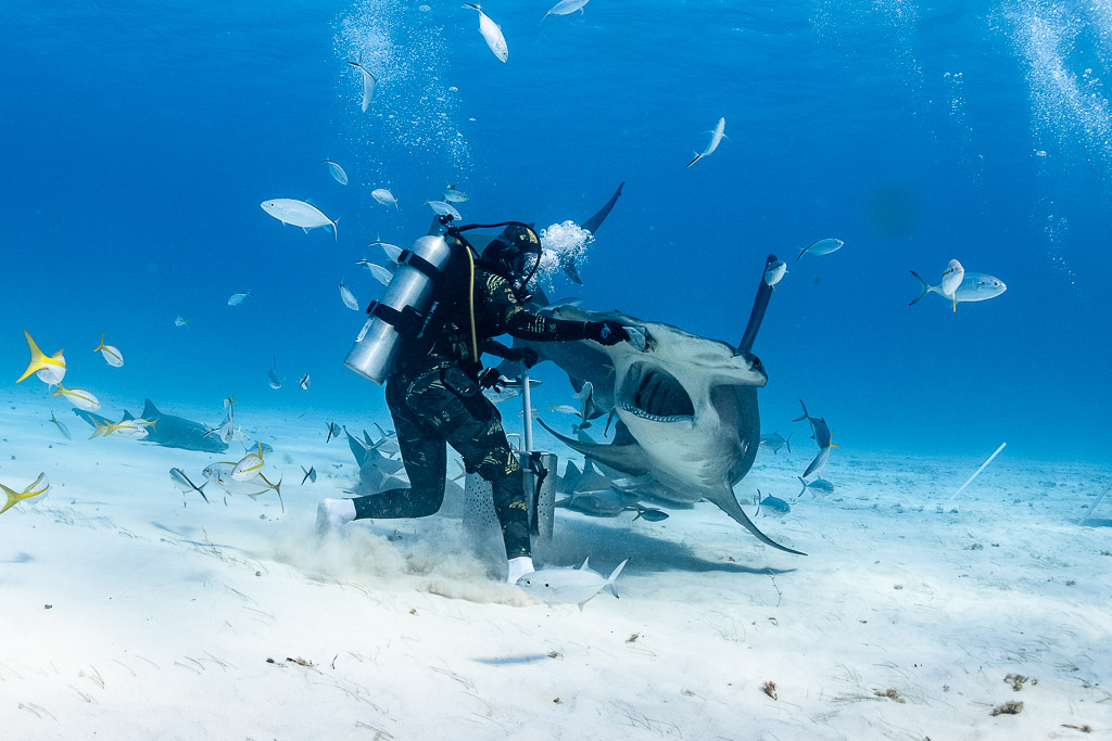 Feeder pushing great hammerhead shark's head at bait box, yellowtail snappers around, Bimini, Bahamas