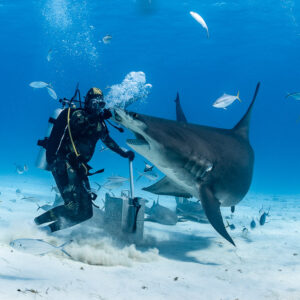 Great hammerhead shark brushing feeder's arm at bait box in sand puff, Bimini, Bahamas
