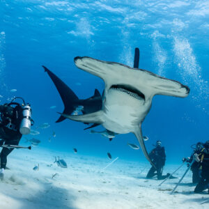 Great hammerhead shark with open mouth above feeder and divers, Bimini, Bahamas