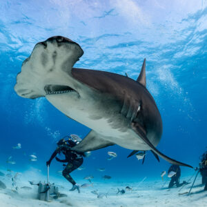 Great hammerhead shark close overhead from below, feeder and divers far, Bimini, Bahamas