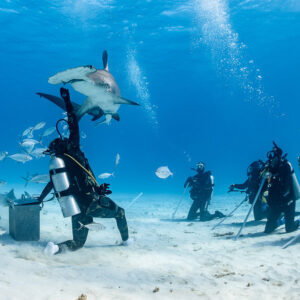 Great hammerhead shark rising above feeder, wide scene with divers, Bimini, Bahamas