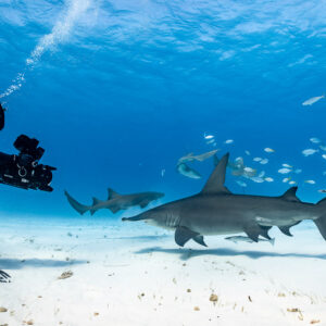 Videographer filming great hammerhead shark with lemon shark behind, Bimini, Bahamas