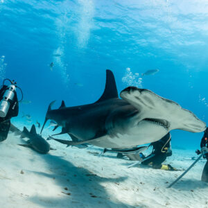 Great hammerhead shark broadside passing between two kneeling divers, Bimini, Bahamas