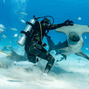 Feeder reaching toward head-on great hammerhead shark with open mouth, Bimini, Bahamas