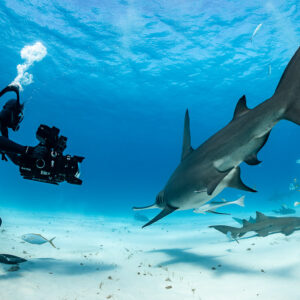 Videographer filming great hammerhead shark diving nose-down, Bimini, Bahamas