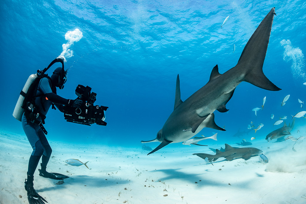 Videographer filming great hammerhead shark diving nose-down, Bimini, Bahamas