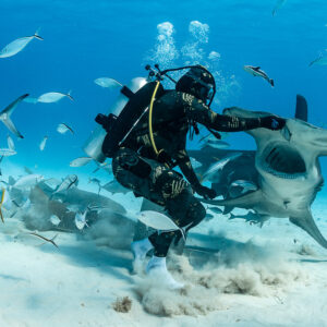 Feeder pushing back great hammerhead shark, sand flying around the bait box, Bimini, Bahamas
