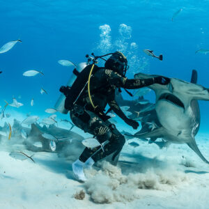 Feeder grappling great hammerhead shark's head, nurse sharks behind, Bimini, Bahamas