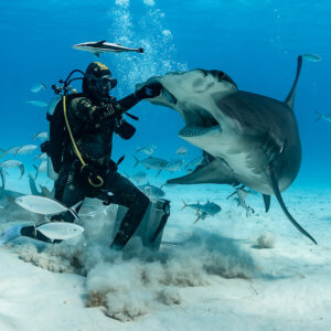 Feeder guiding great hammerhead shark under jacks in sand cloud, Bimini, Bahamas