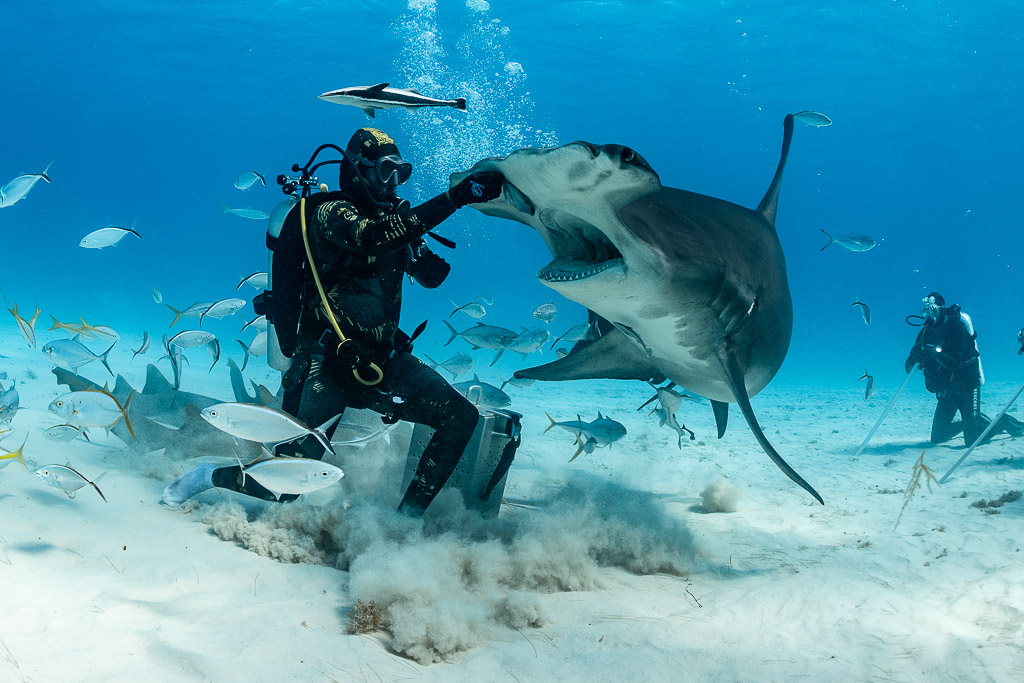 Feeder guiding great hammerhead shark under jacks in sand cloud, Bimini, Bahamas