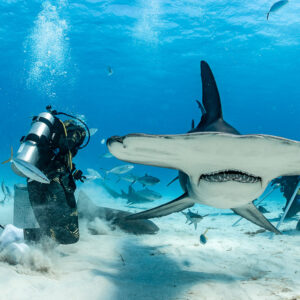 Great hammerhead shark head-on with wide head and teeth, feeder behind, Bimini, Bahamas