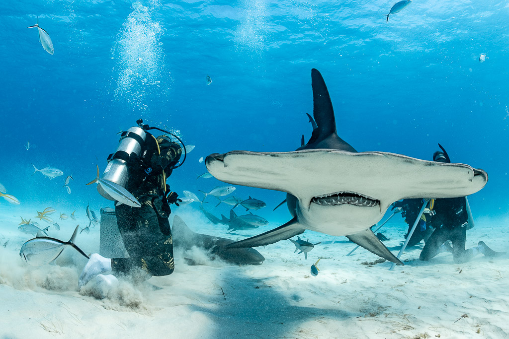 Grand requin-marteau de face, tête large et dents visibles, nourrisseur derrière, Bimini, Bahamas