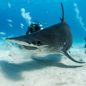 Great hammerhead shark low close pass showing eye and teeth, divers behind, Bimini, Bahamas