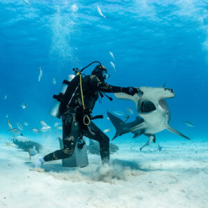 Feeder deflecting great hammerhead shark at bait box, vertical crop, Bimini, Bahamas