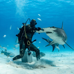 Feeder pushing great hammerhead shark's head aside at bait box, horizontal, Bimini, Bahamas