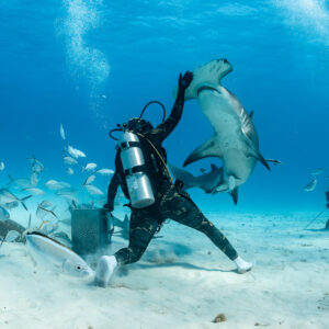 Feeder raising arm as great hammerhead shark rises vertically, vertical frame, Bimini, Bahamas