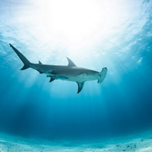 Great hammerhead shark silhouetted under sunburst, low-angle view, Bimini, Bahamas
