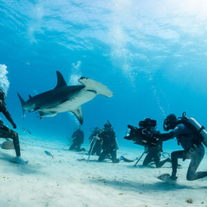 Cameraman filming great hammerhead shark passing feeder and divers, Bimini, Bahamas