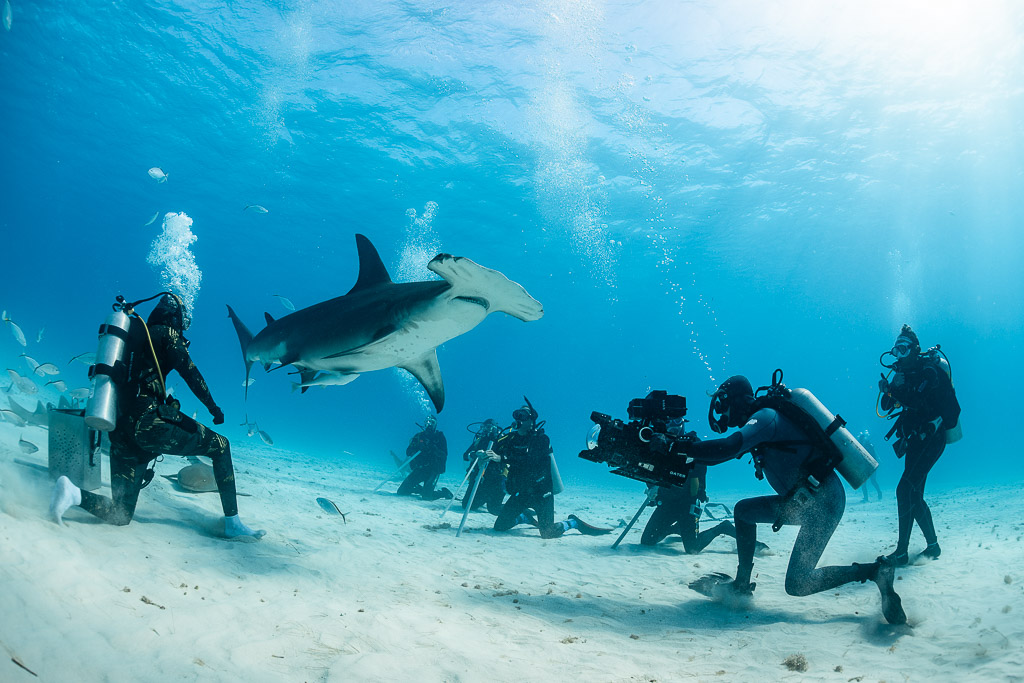 Caméraman filmant un grand requin-marteau passant devant le nourrisseur et les plongeurs, Bimini, Bahamas