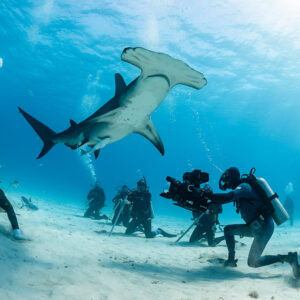 Great hammerhead shark rising above cameraman and kneeling divers, Bimini, Bahamas