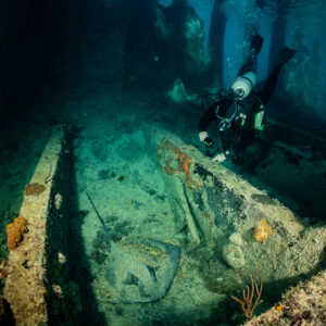 Diver above stingray resting in wreck hold, vertical frame, SS Sapona wreck, Bimini, Bahamas