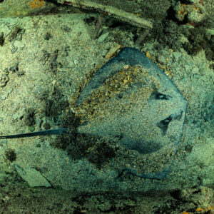 Southern stingray half-buried in sand on wreck floor, top view, SS Sapona wreck, Bimini, Bahamas