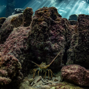 Spiny lobster among encrusted debris inside a sunlit wreck, SS Sapona wreck, Bimini, Bahamas
