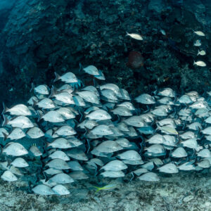 Banc serré de gorettes abrité sous un surplomb d’épave, épave du SS Sapona, Bimini, Bahamas