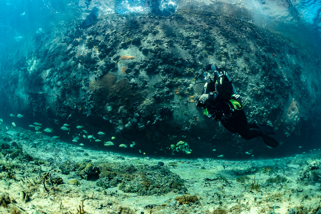 Diver swimming along the encrusted outer hull of a wreck, SS Sapona wreck, Bimini, Bahamas