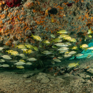 Banc de gorettes jaunes sous une coque d’épave aux concrétions orange, épave du SS Sapona, Bimini, Bahamas