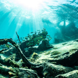 Bent rebar and wreck debris with grunts under a bright sunburst, SS Sapona wreck, Bimini, Bahamas