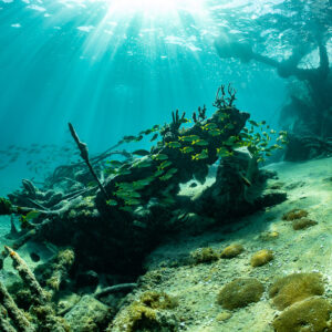 Wreck debris with gorgonians and grunts, sunburst in the background, SS Sapona wreck, Bimini, Bahamas