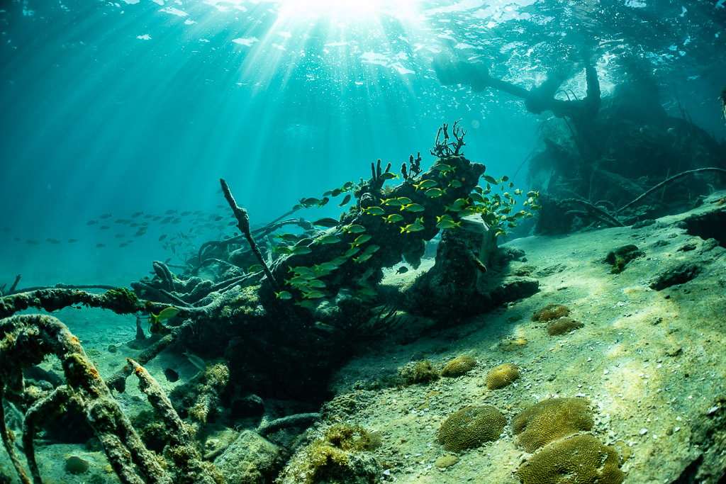 Wreck debris with gorgonians and grunts, sunburst in the background, SS Sapona wreck, Bimini, Bahamas