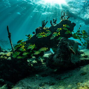 Grunts sheltering beside gorgonians on a wreck fragment in sunlight, SS Sapona wreck, Bimini, Bahamas