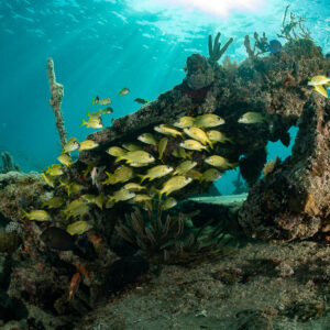 Banc de gorettes jaunes autour d’un fragment d’épave concrétionné, épave du SS Sapona, Bimini, Bahamas