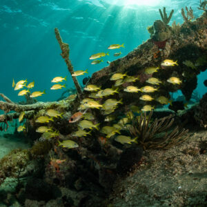 Close view of French grunts packed against a wreck fragment, SS Sapona wreck, Bimini, Bahamas