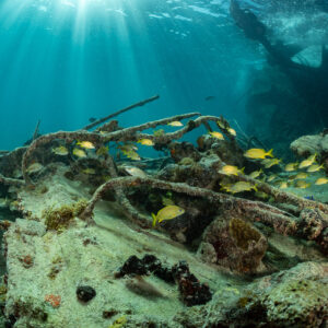 Ferraillage enchevêtré d’une épave sur le sable avec quelques gorettes, épave du SS Sapona, Bimini, Bahamas