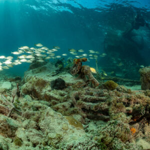 Banc de gorettes nageant au-dessus de débris d’épave dans les rayons du soleil, épave du SS Sapona, Bimini, Bahamas