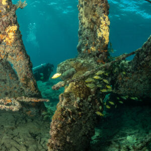 Vue verticale de piliers d’épave concrétionnés avec des gorettes, épave du SS Sapona, Bimini, Bahamas