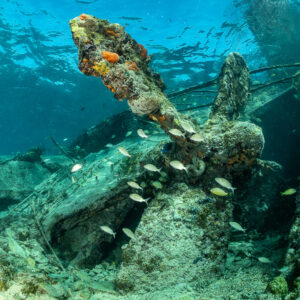 Vue verticale d’un morceau d’épave brisé avec des poissons près de la surface, épave du SS Sapona, Bimini, Bahamas
