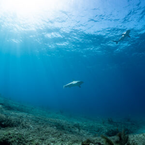 Deux requins de récif des Caraïbes au loin dans les rayons du soleil au-dessus du récif, Bimini, Bahamas