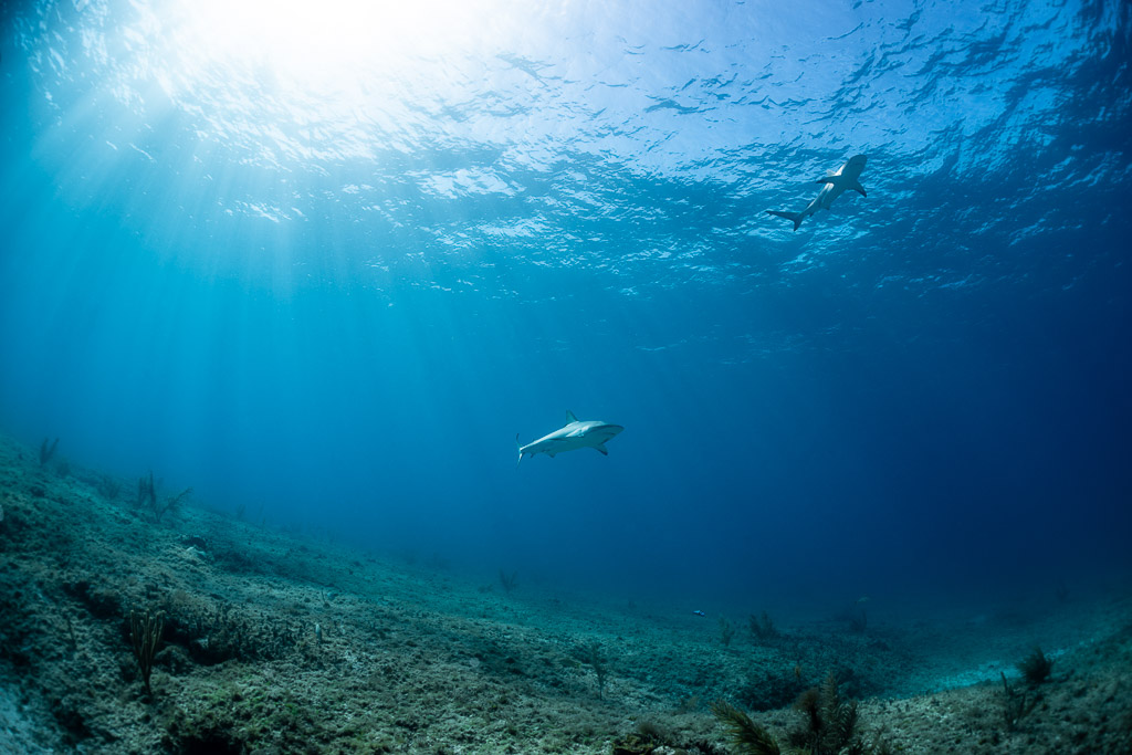 Two Caribbean reef sharks far away in sunbeams over the reef, Bimini, Bahamas