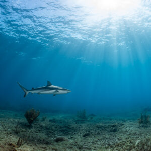 Caribbean reef shark cruising over the seabed in sunbeams, Bimini, Bahamas