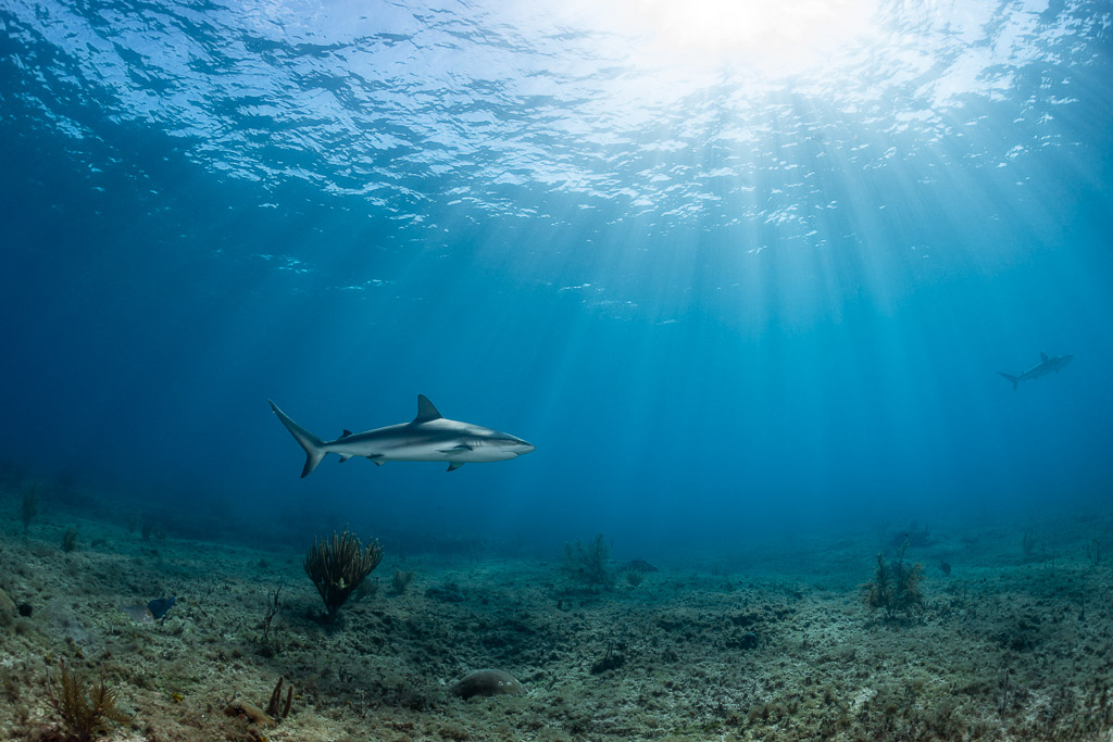 Caribbean reef shark cruising over the seabed in sunbeams, Bimini, Bahamas