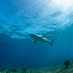 Caribbean reef shark swimming below the surface, others in the distance, Bimini, Bahamas
