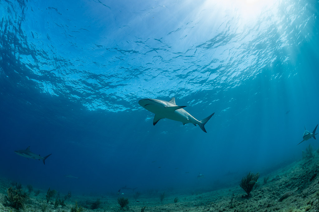 Caribbean reef shark swimming below the surface, others in the distance, Bimini, Bahamas