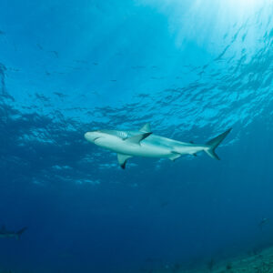 Caribbean reef shark seen from below in open blue water, Bimini, Bahamas
