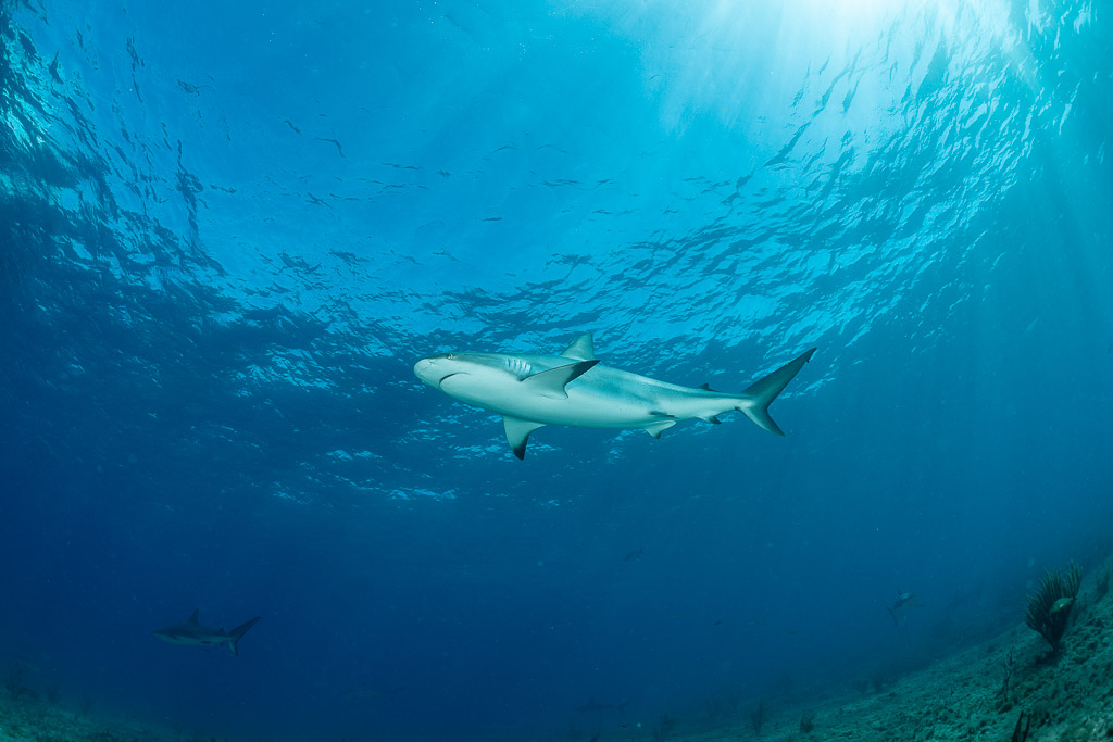 Caribbean reef shark seen from below in open blue water, Bimini, Bahamas