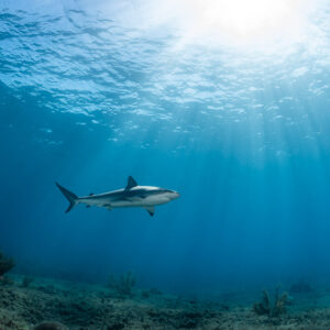 Caribbean reef shark swimming left under a bright sun, Bimini, Bahamas